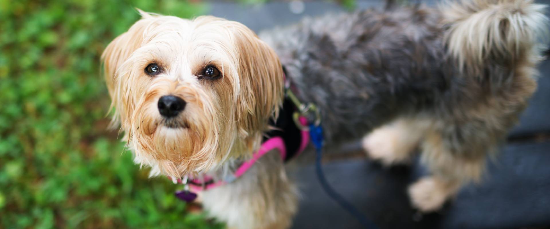 Morkie store hypoallergenic dogs